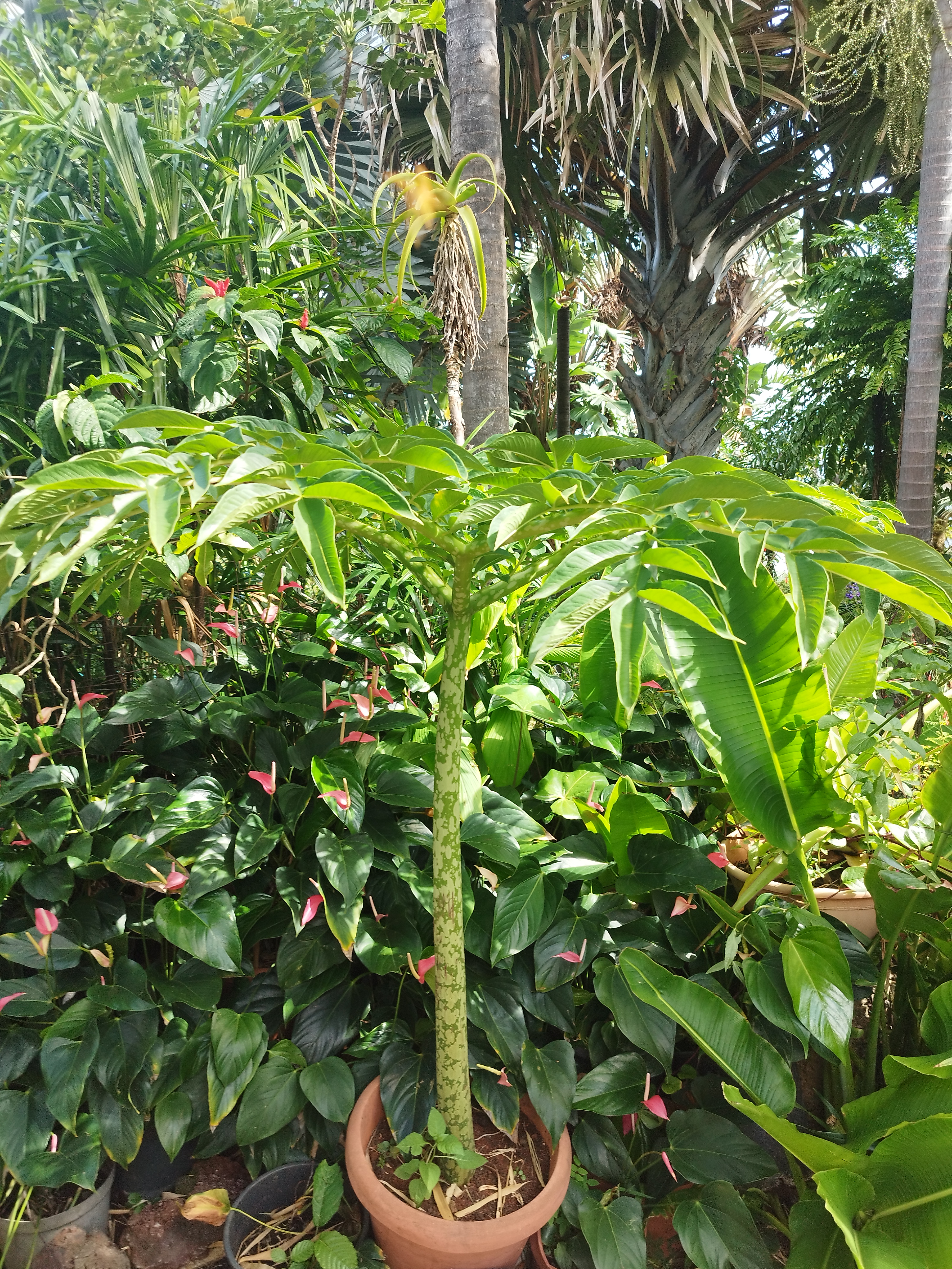 La songe pâté correspond au konjac, une plante à tubercule distincte des autres songes cultivées.